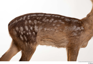 Deer doe back body 0001.jpg